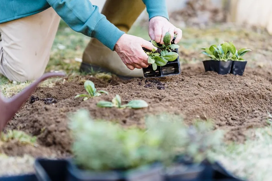 Entretien d'un jardin — Mareuil-lès-Meaux
