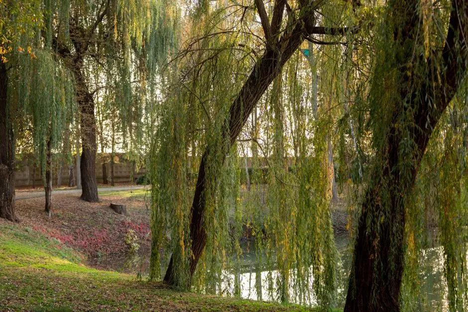 Jardin soigné et arbre taillé — Entreprise Dupont Espaces Verts, Mareuil-lès-Meaux
